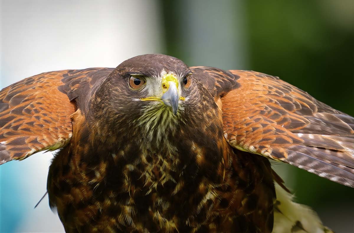 Greifvogelwanderung Voerde| mydays