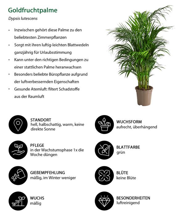 Goldfruchtpalme - Dypsis lutescens