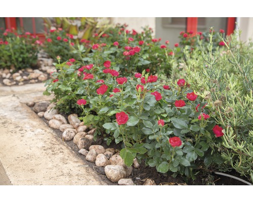 Roos 'Zepeti' ® H 30-40 cm Co 6 L