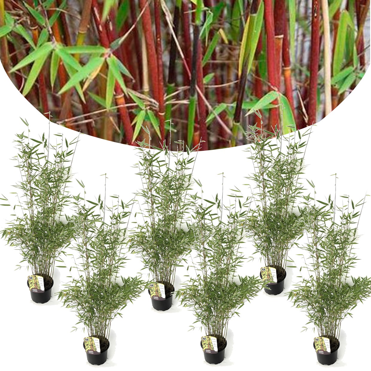 6 fargesia red dragon - bambou rouge et non invasif - pot 17cm - hauteur 60-80cm