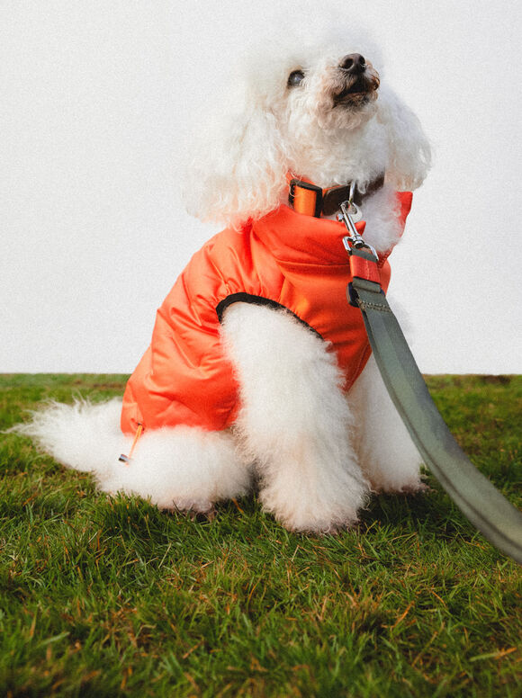 Colete personalizável para cães - Laranja