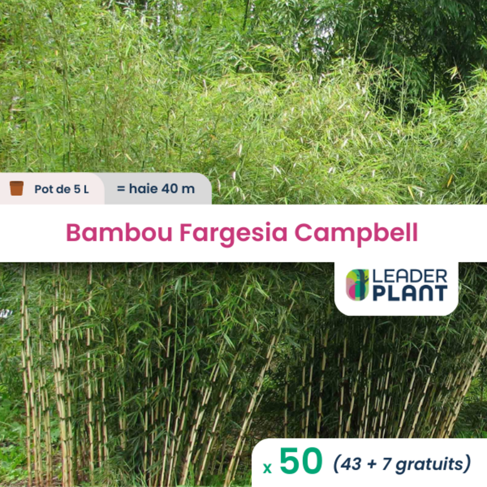 Bambou fargesia campbell 80/100