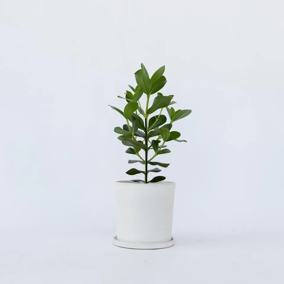 Varkensboom - Clusia rosea 'Princess' - Hoogte 50-60cm - ⌀17cm