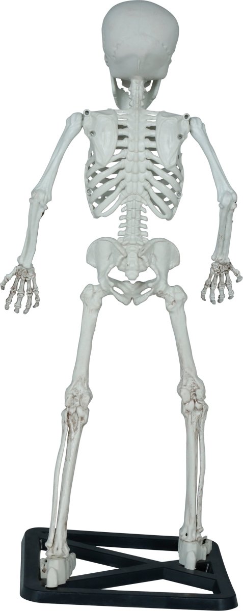 Halloween Skelet 55cm