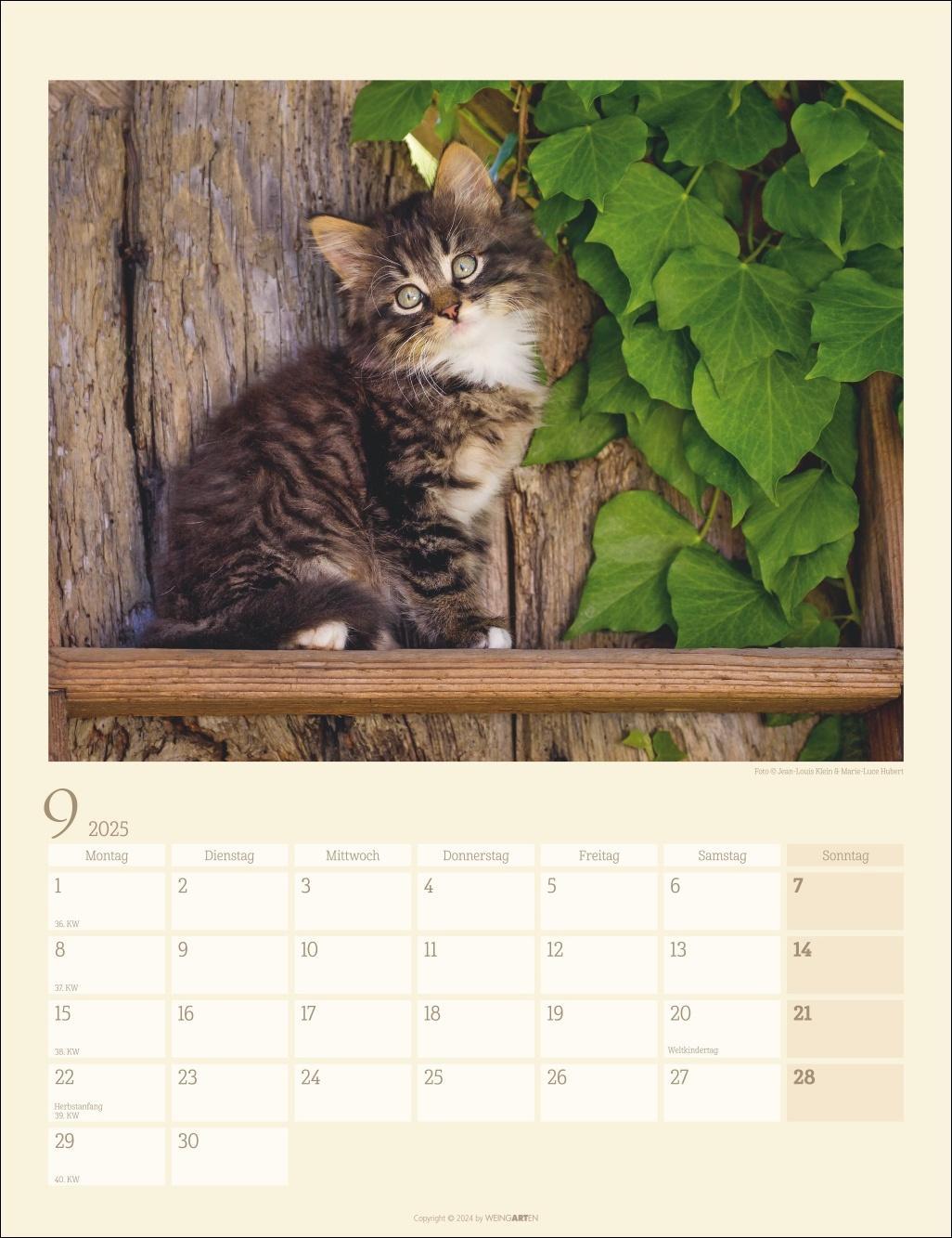 Katzen auf dem Lande Kalender 2025