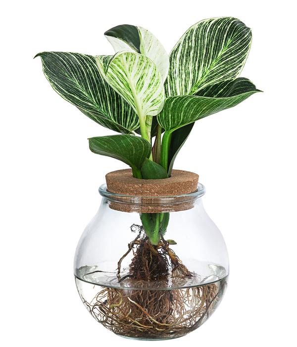 Waterplant Baumfreund im Kugelglas -