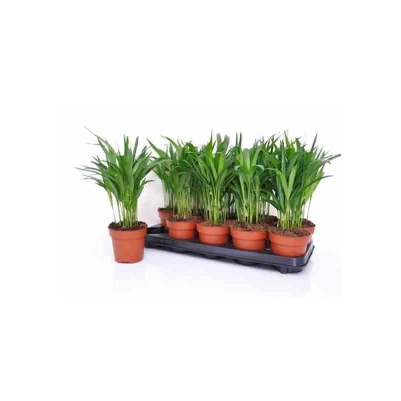 Chrysalidocarpus lutescens (aréca, palmier d'arec, palmier doré) taille pot de 2 litres ? 40/60 cm