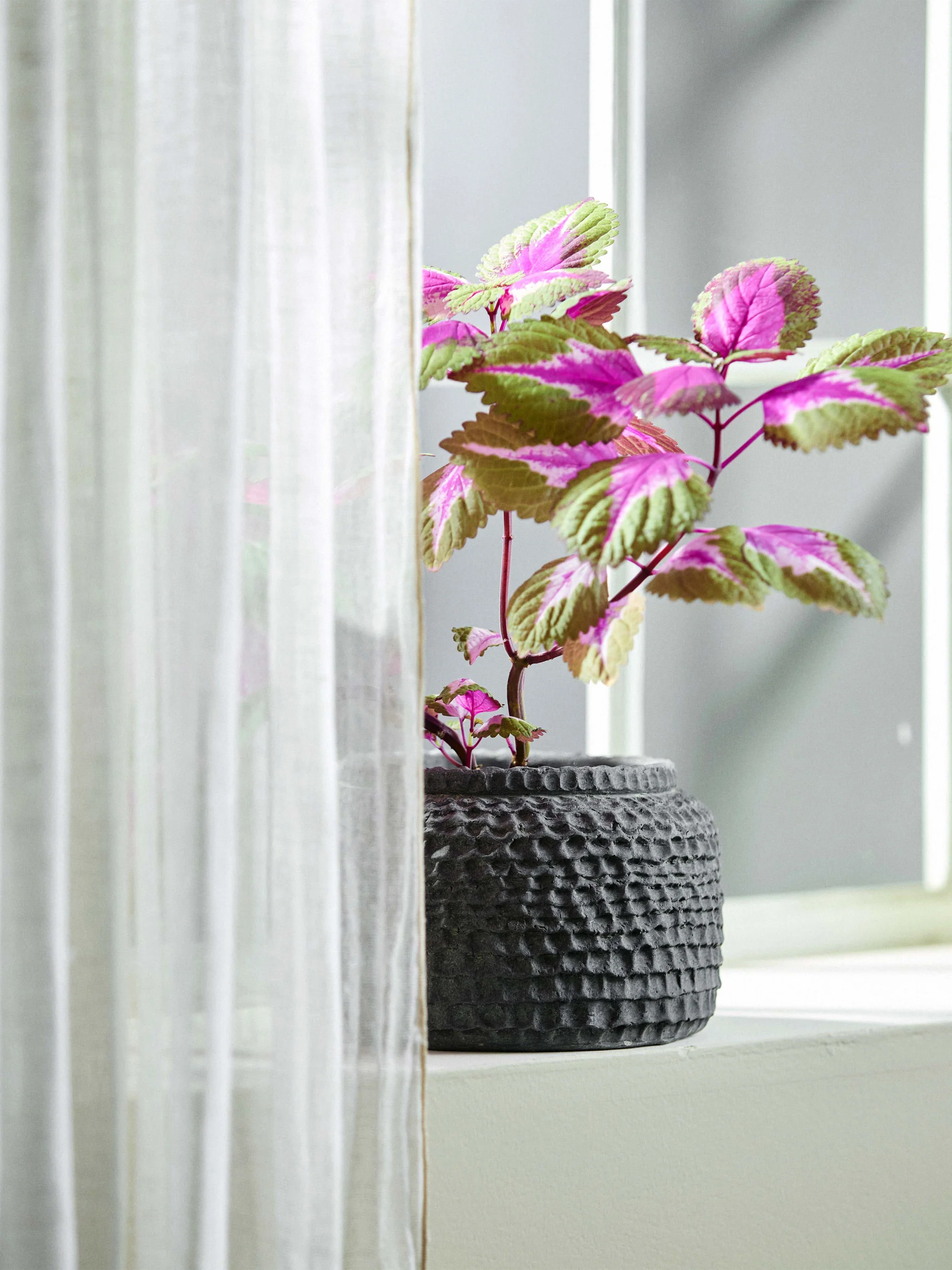 Handbeschilderde plantenpot Aoba van beton