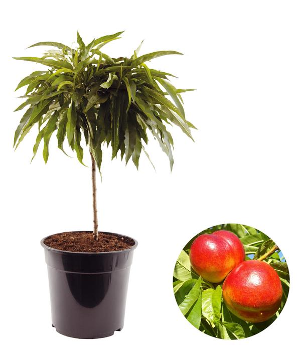 Zwergnektarine 'Rubis Necta Zee'