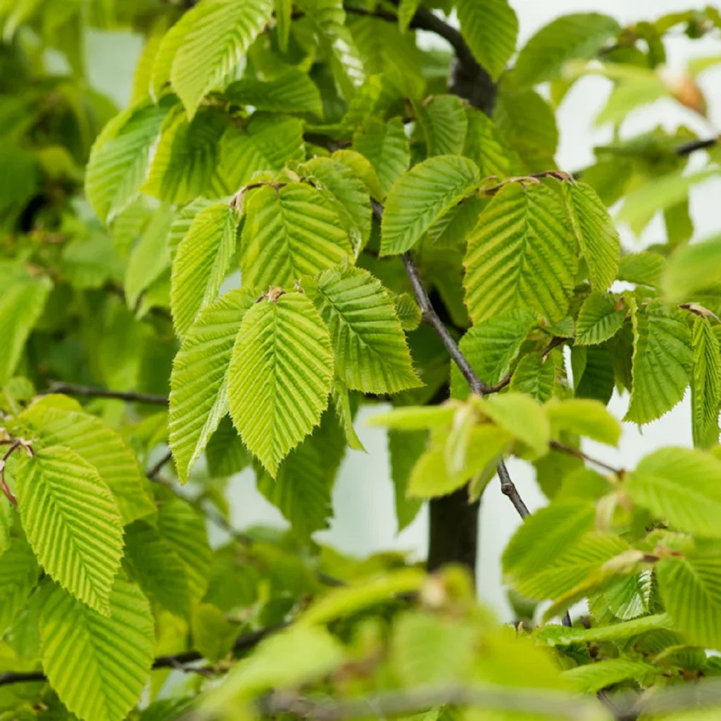 Carpinus betulus Agnbøk 10-pk barrot Ø22 cm
