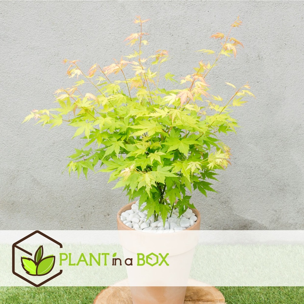 Acer 'orange dream' - érable du japon - pot 19cm - hauteur 60-70cm