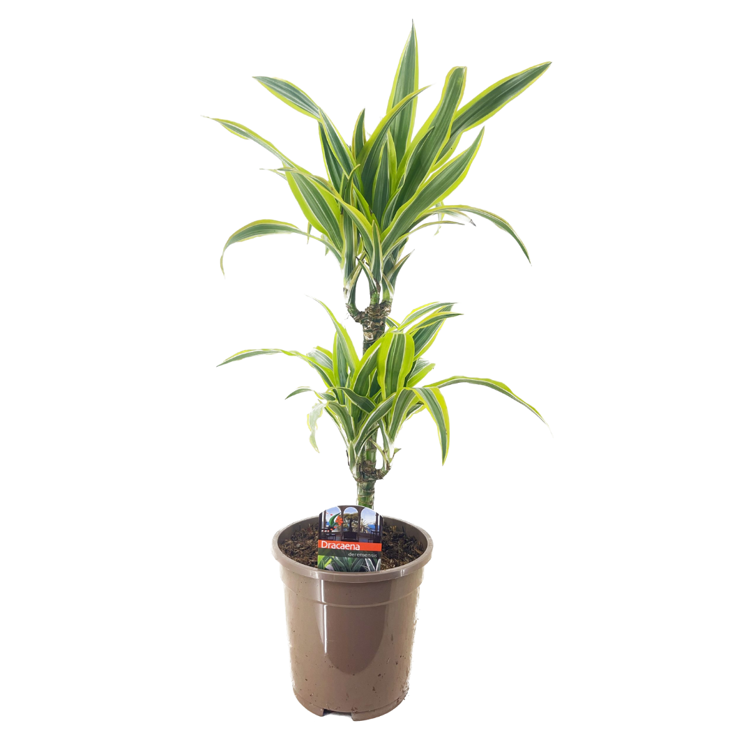 Dracaena deremensis - citron vert - pot 17cm - hauteur 60-70cm