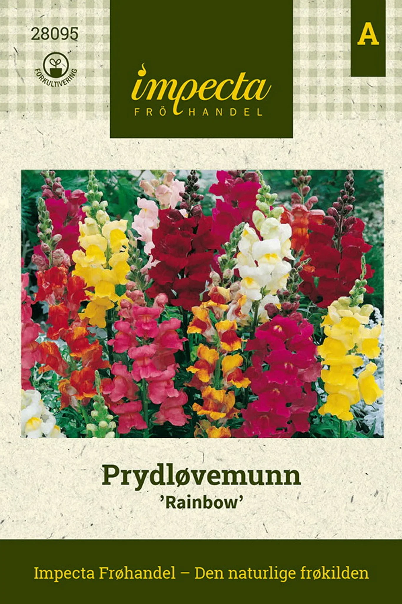 Antirrhinum majus 'Rainbow' Prydløvemunn 'Rainbow'