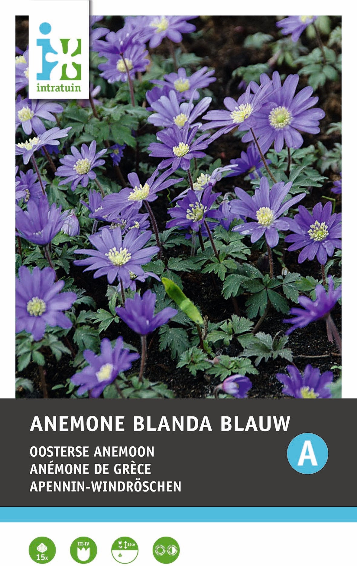 Intratuin bloemknollen Bosanemoon (Anemone blanda) blauw 15 stuks