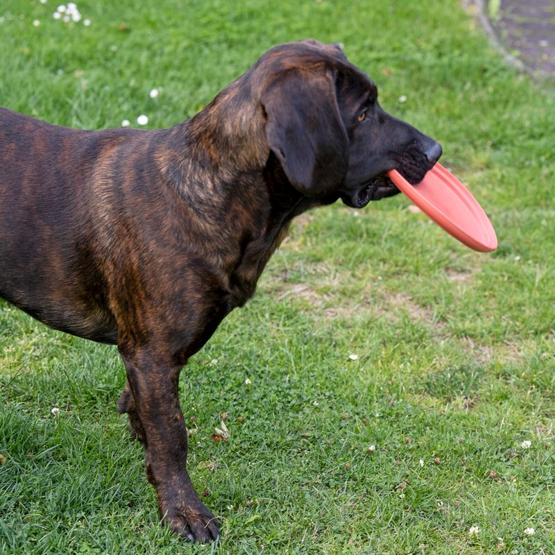 TIAKI Frisbee