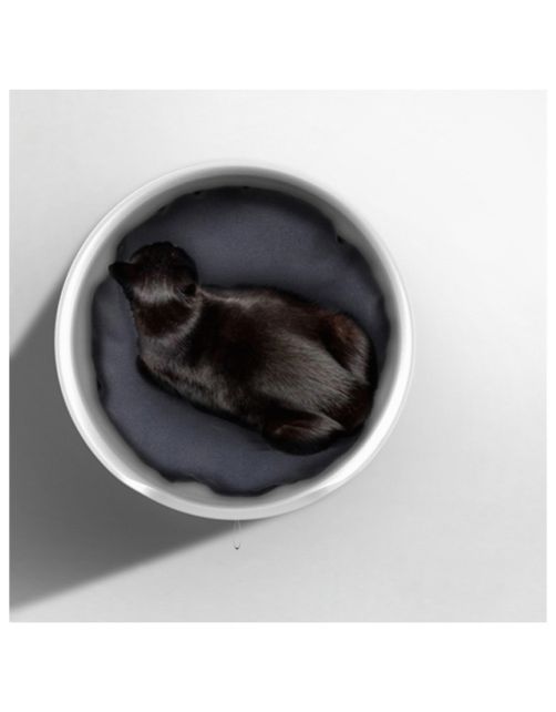 Petlux Castle Kattenbak - Kattentoilet - 49x49x57 cm Wit Xl