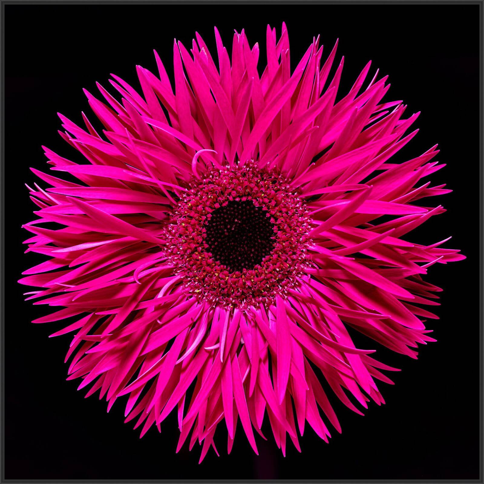 Blossom III by Heiko Hellwig - Limited Edition. Edition of: 100. Signed.
