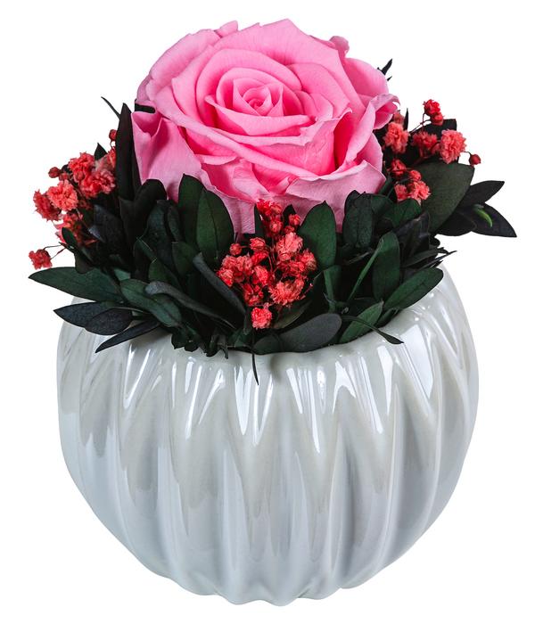 Dehner Keramik-Schale mit Longlife-Rose Perla,