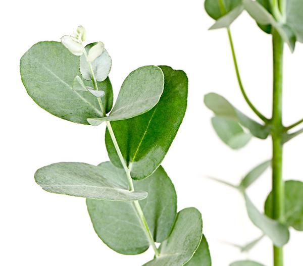 Mostgummi-Eukalyptus 'Azura'