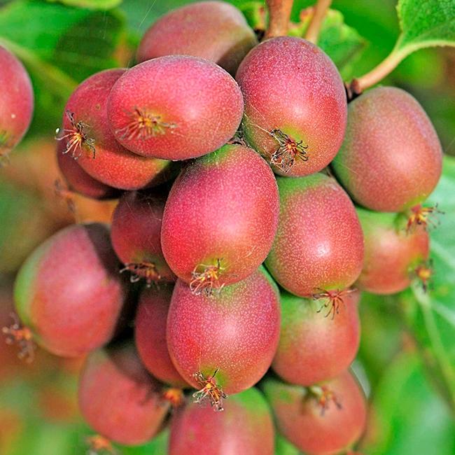 Kiwaï femelle 'ananasnaya' - actinidia arguta 3l