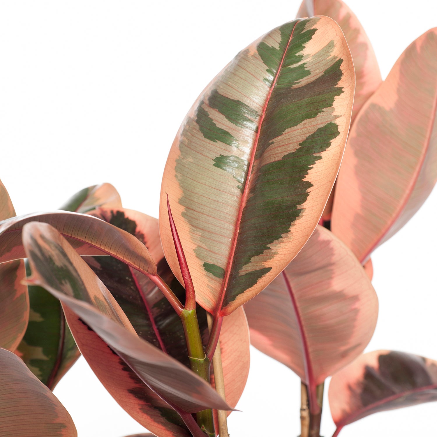 Rubberboom (Ficus elastica 'Belize') D 27 H 90 cm