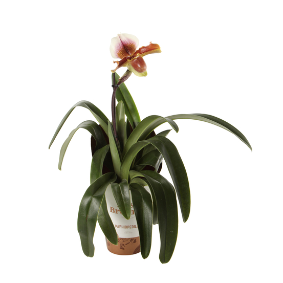 Orchidée Paphiopedilum Pinnochio'- pot D12cm