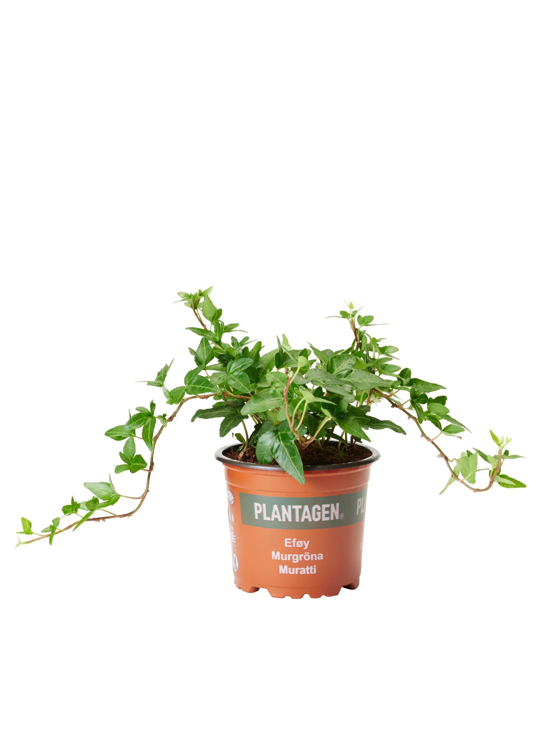 Hedera helix Eføy medium ranker Høyde 25 cm