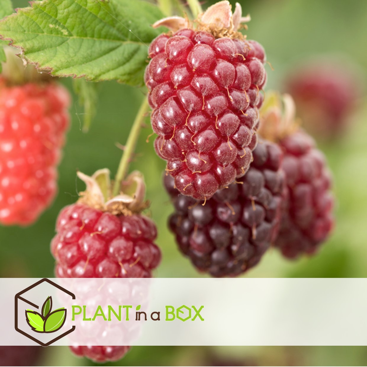 Rubus tayberry - set de 3 - plante de jardin - mûre - pot 9cm - hauteur 25-40cm
