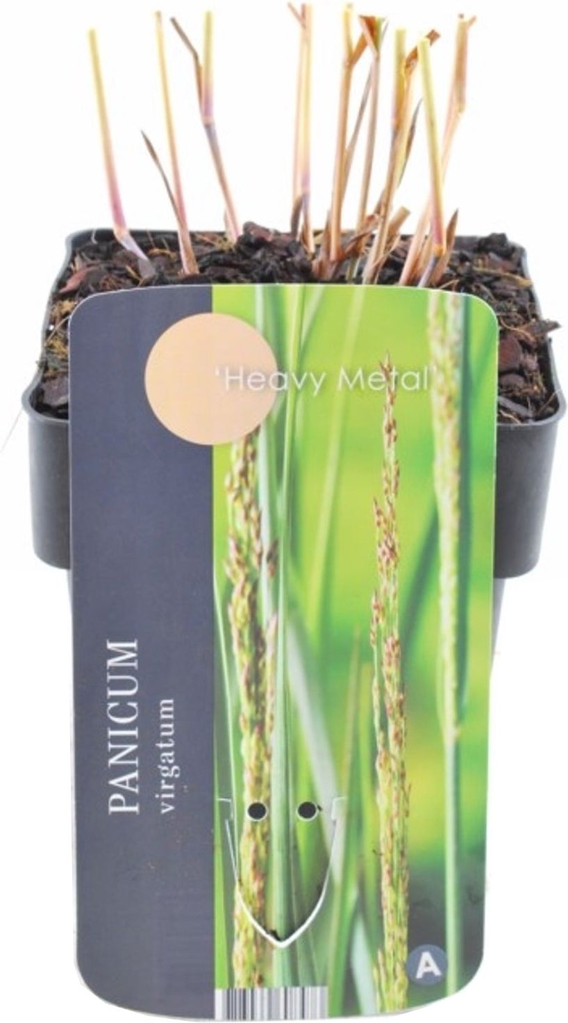 Vingergras (Panicum virgatum 'Heavy Metal') D 17 H 10 cm