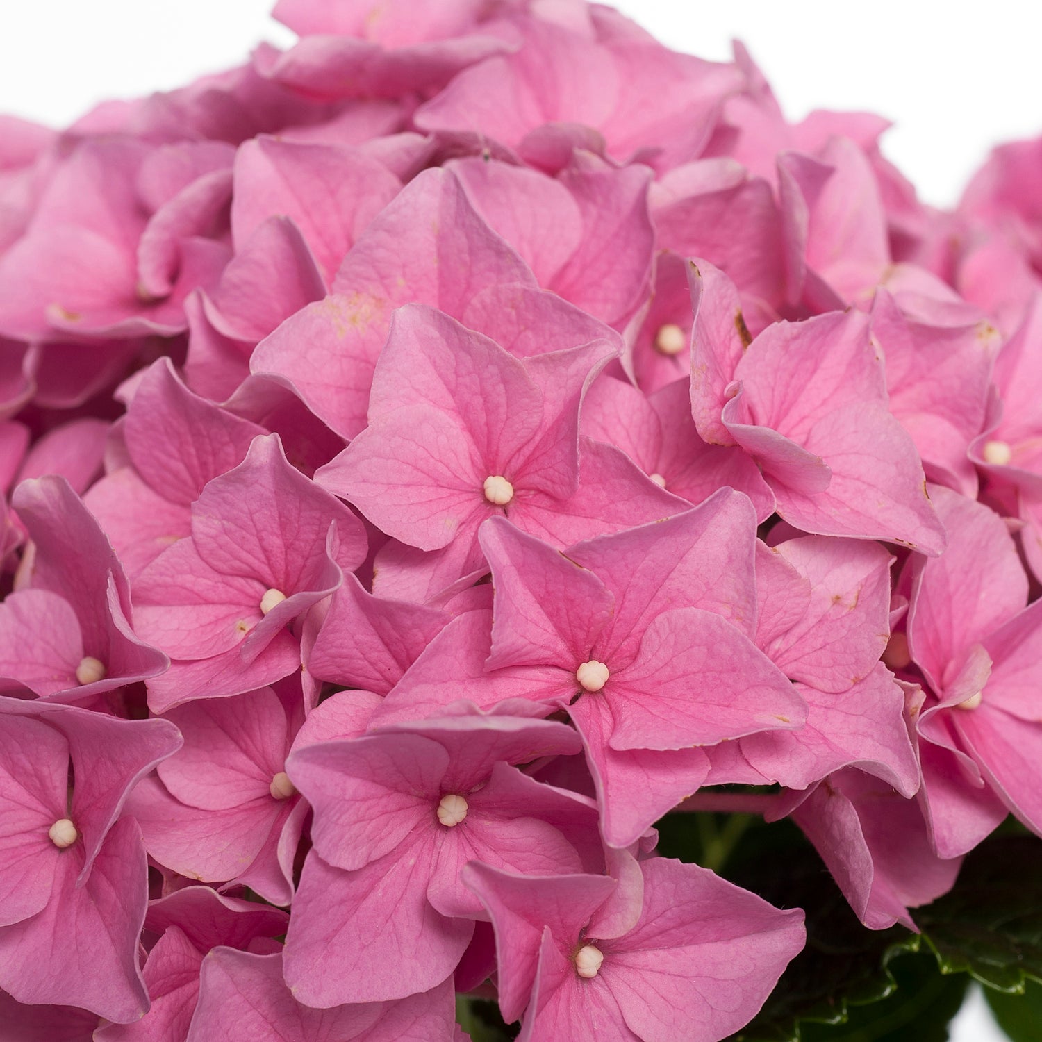 Hortensia (Hydrangea macrophylla) roze D 10 H 20 cm