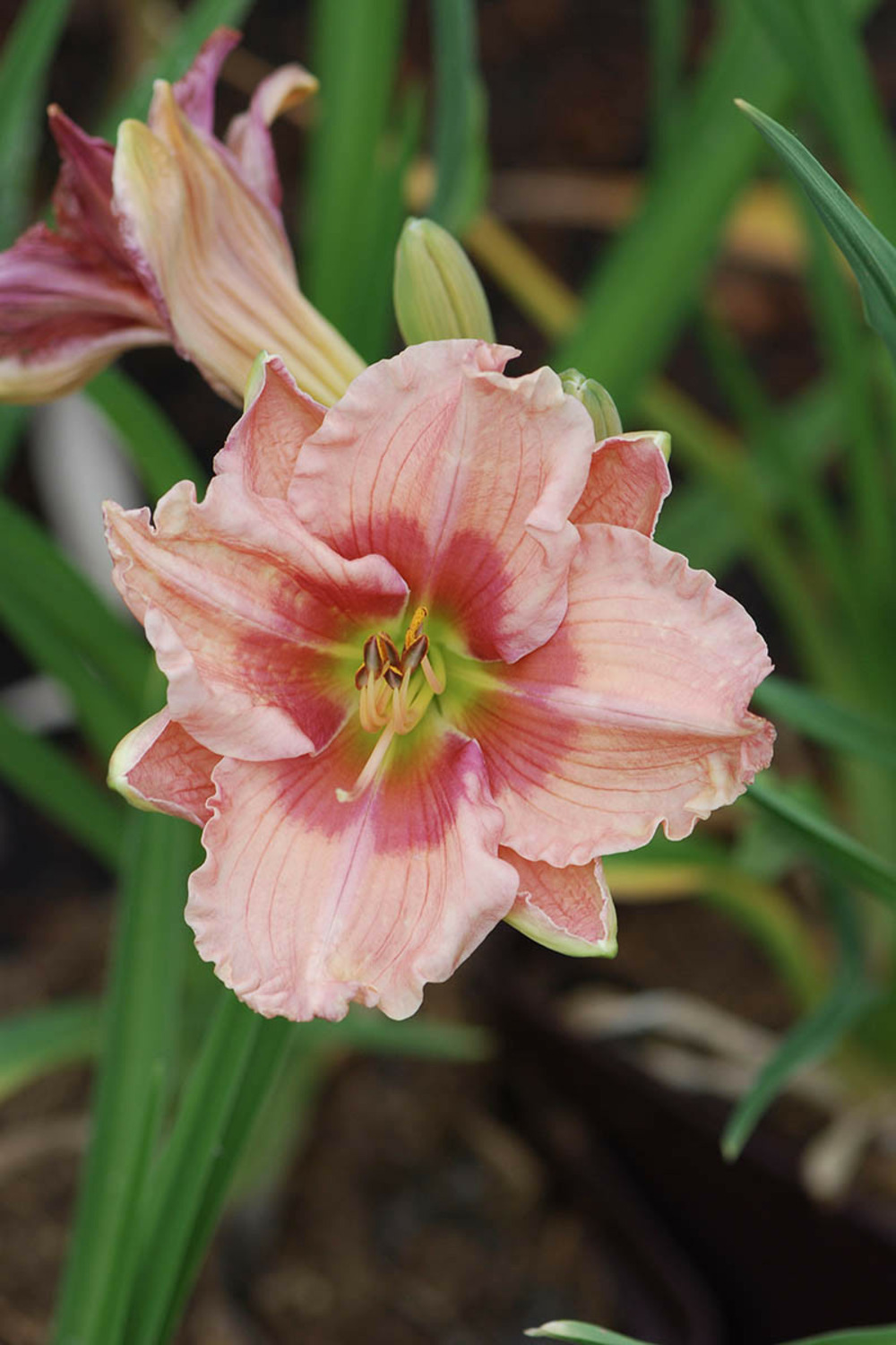 Hémérocalle 'janice brown' - 2l