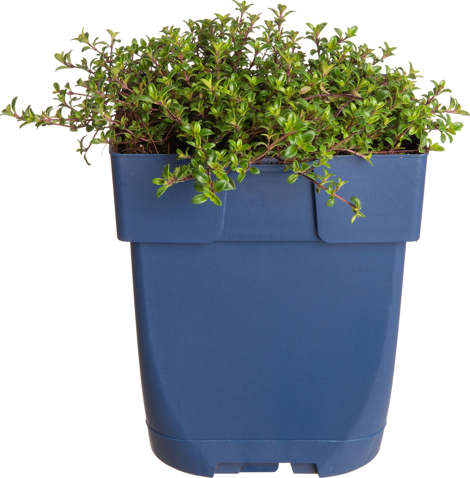 Kruiptijm (Thymus praecox 'Red Carpet') D 11 H 5 cm