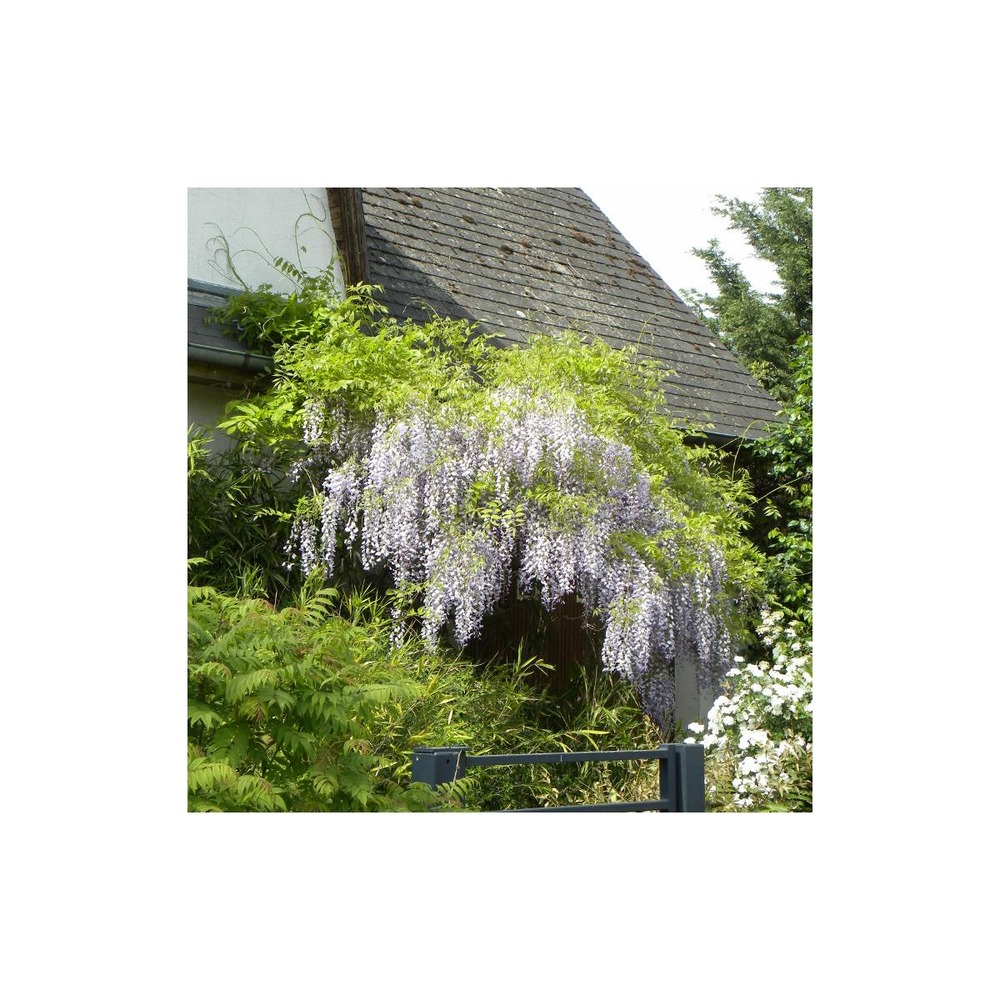 Glycine du japon floribunda/wisteria floribunda[-]pot de 1,5l - tuteur bambou 30/60 cm