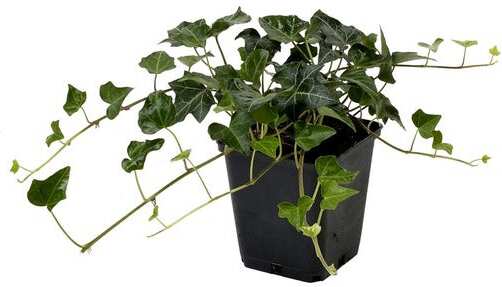 Kleinbladige Klimop (Hedera helix) D 9 H 10 cm