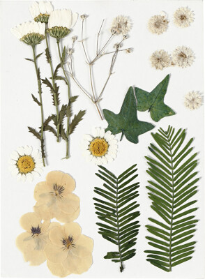 Tørrede Blomster Og Blade - Råhvid