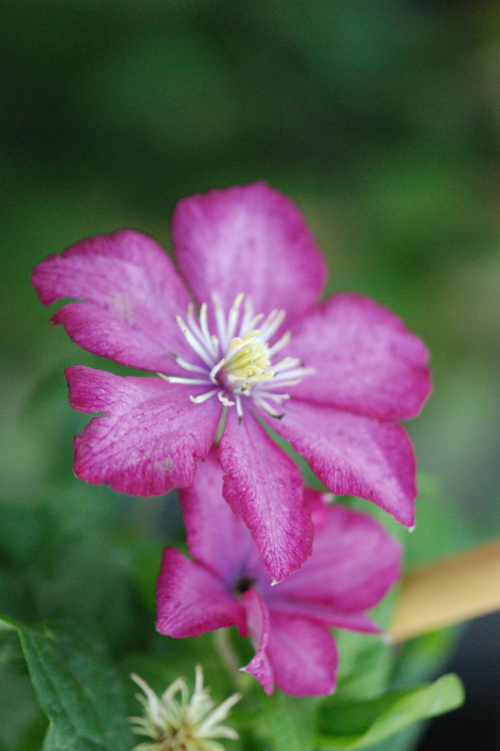 Clématite 'ville de lyon' - 3l
