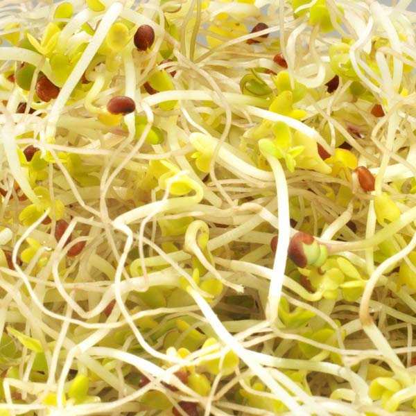 Brocoli calabrais bio - Graines à germer