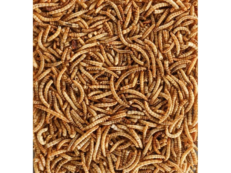 Eric Schweizer Vogelfutter Mehlwürmer, 1.8 kg Proteinhaltige Delikatesse für Wildvögel