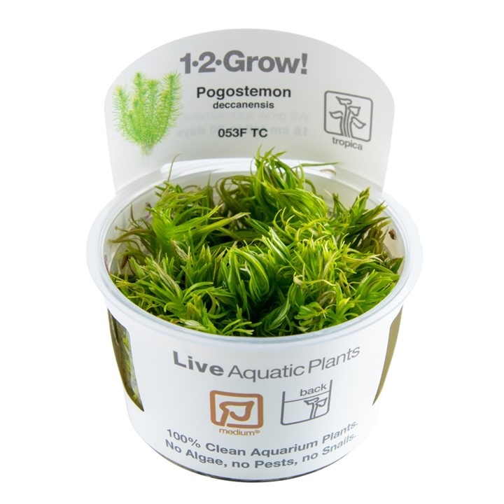 Waterplant Pogostemon Deccanensis