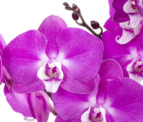 Schmetterlingsorchidee - Phalaenopsis