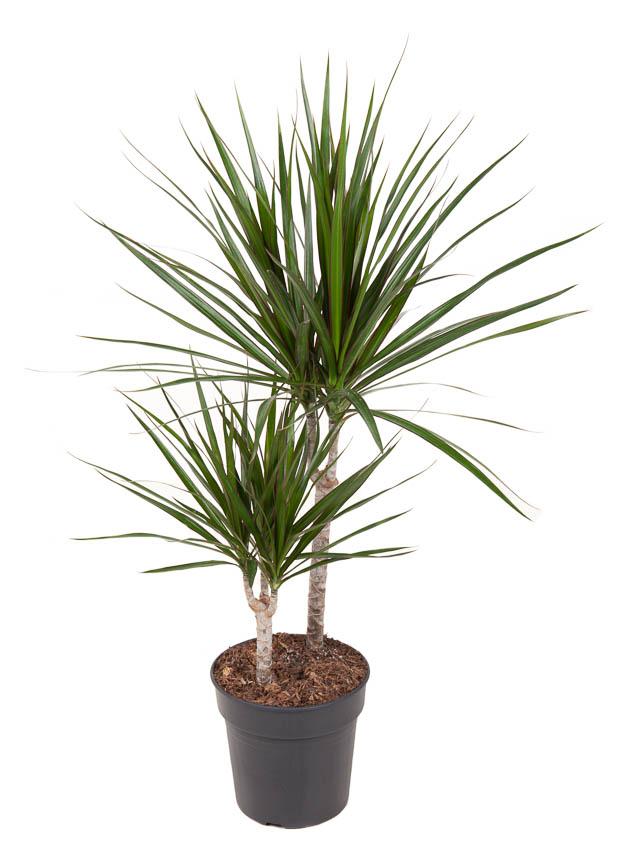 Plante d'intérieur - dracaena marginata 80.0cm