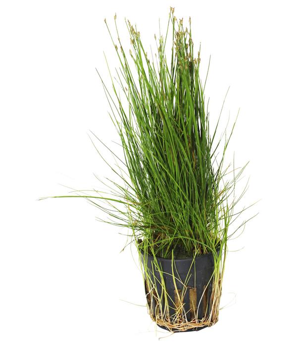 Dehner Aqua Zwerg-Nadelsimse - Eleocharis