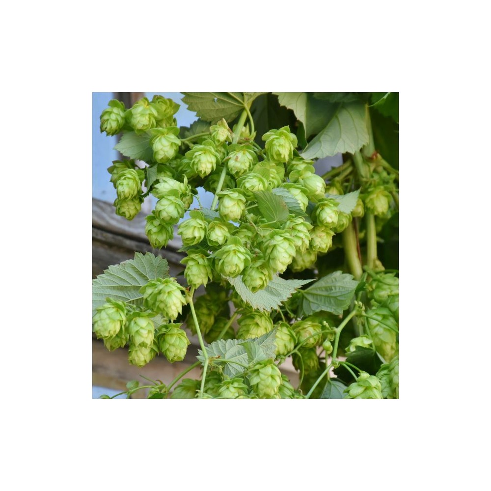 Houblon doré aureus/humulus lupulus aureus[-]pot de 1,5l - tuteur bambou 30/60 cm