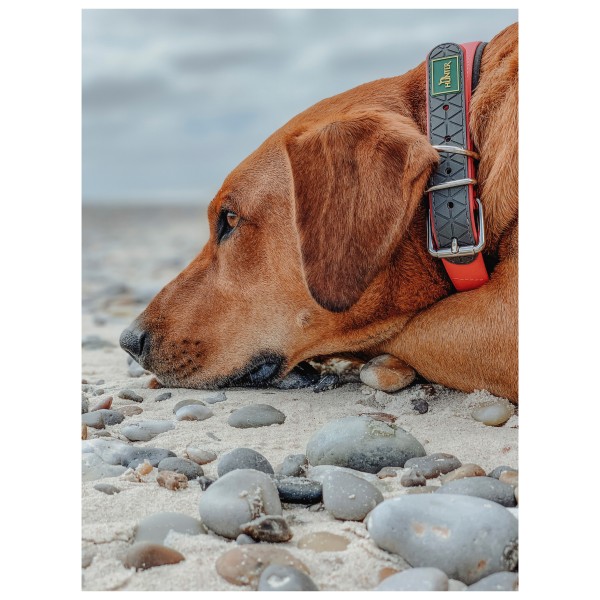 Hunter - Convenience Comfort - Collier pour chien