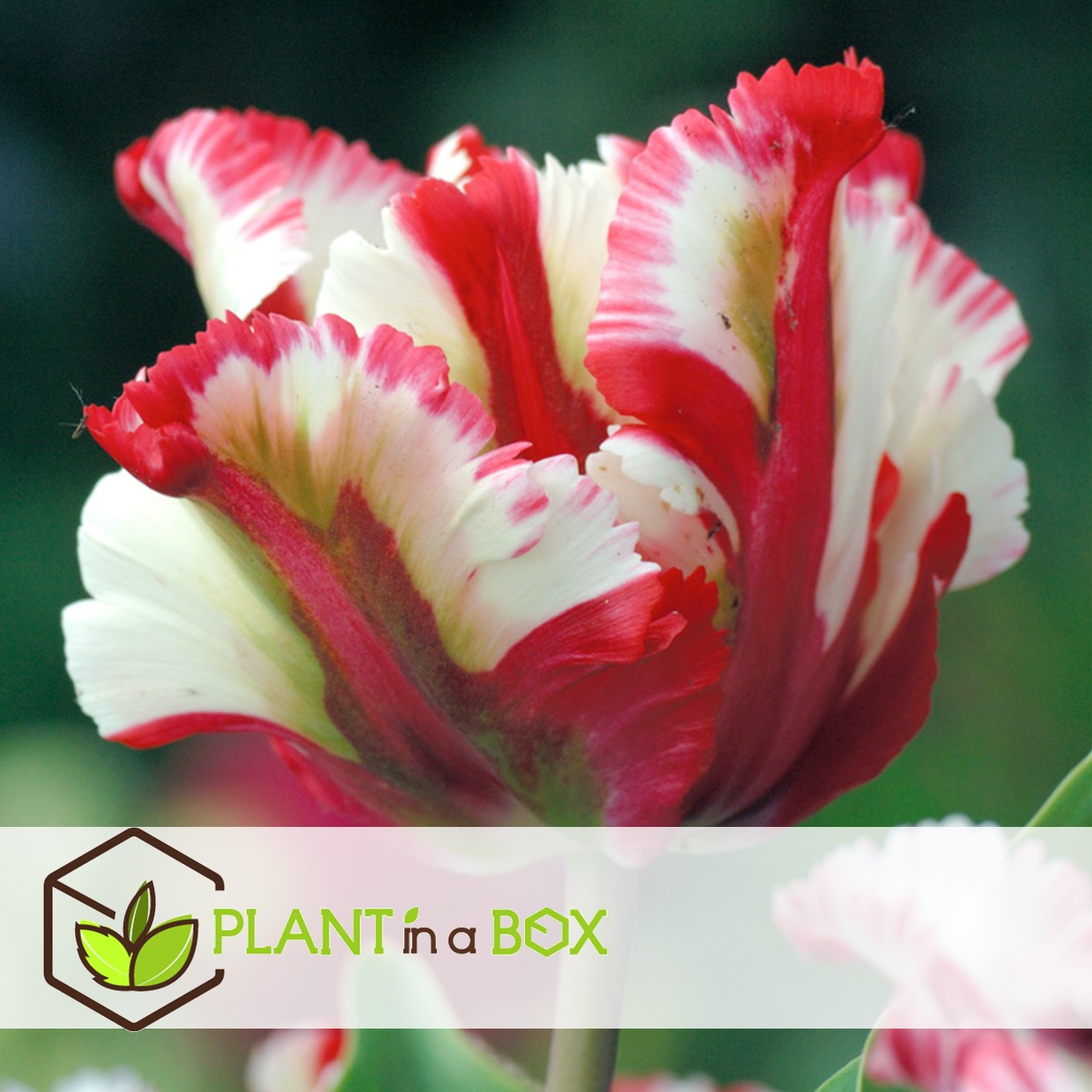 Tulipa estella rijnveld - 21x bulbes de tulipes - bulbes de fleurs résistantes