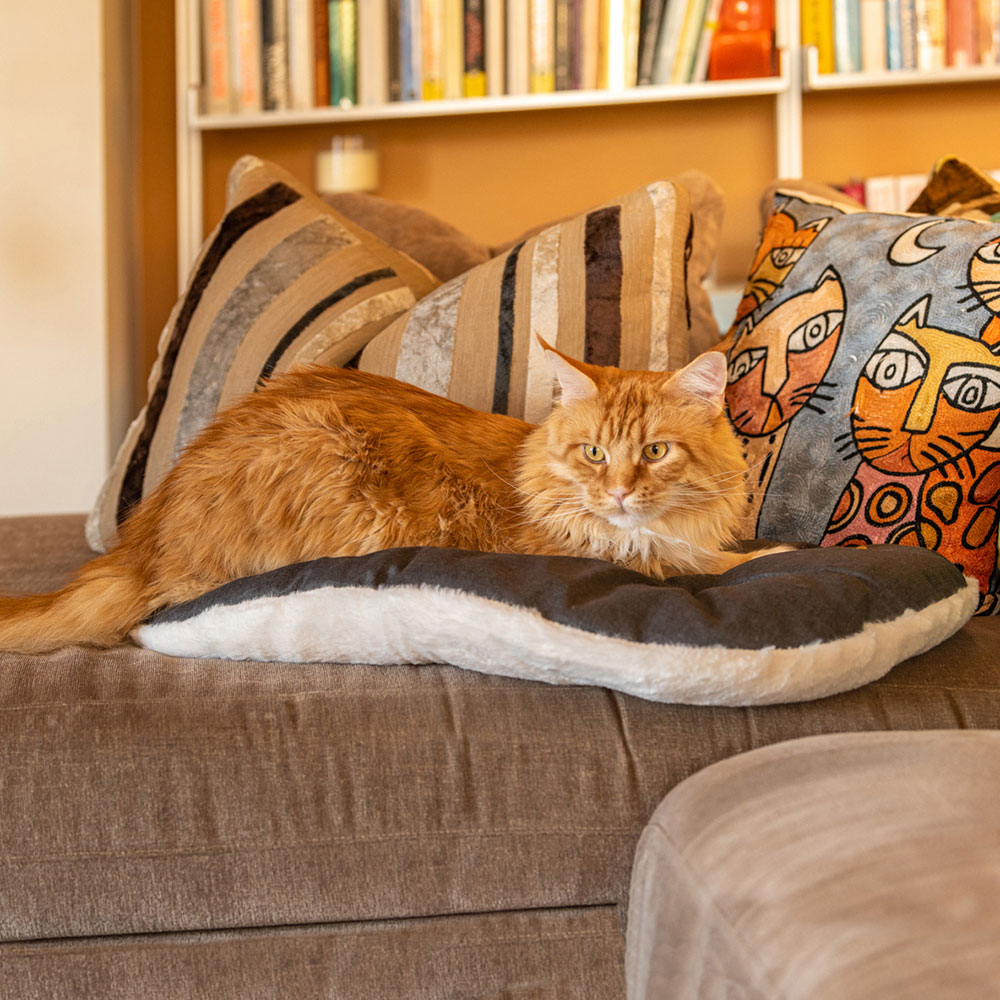 Ferplast panier chien chat - coussin pour chien chat - lavable en machine - tapis chien chat pour niches et voitures - lit pour