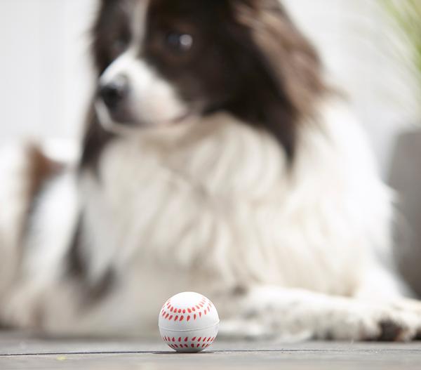 Dehner Lieblinge Hundespielzeug Spielball