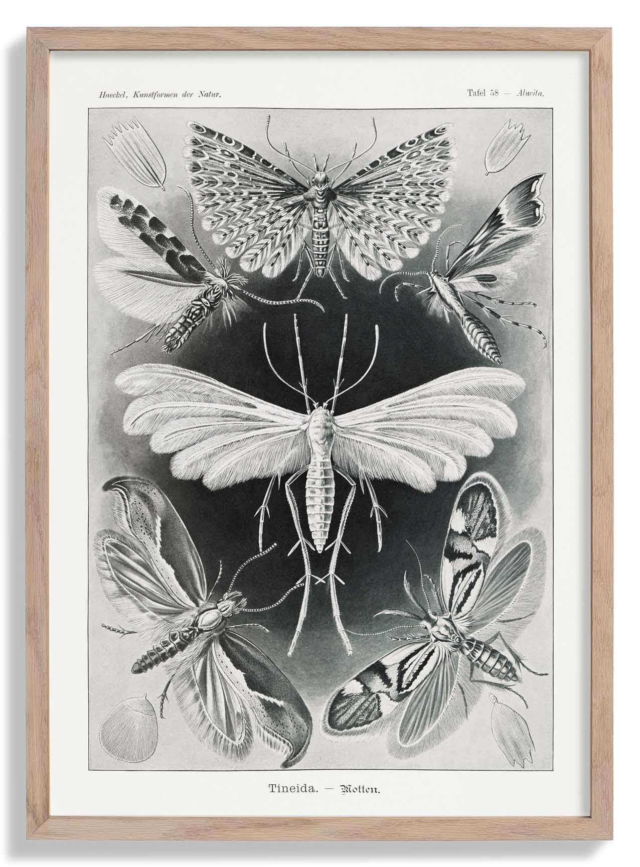 Tineida Motten von Ernst Haeckel