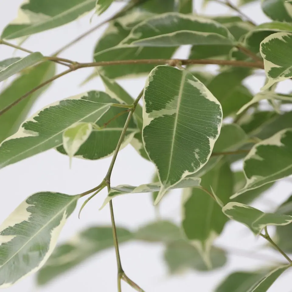 Treurvijg - Ficus Benjamina 'Twilight' - Hoogte 100-110cm - ⌀21cm