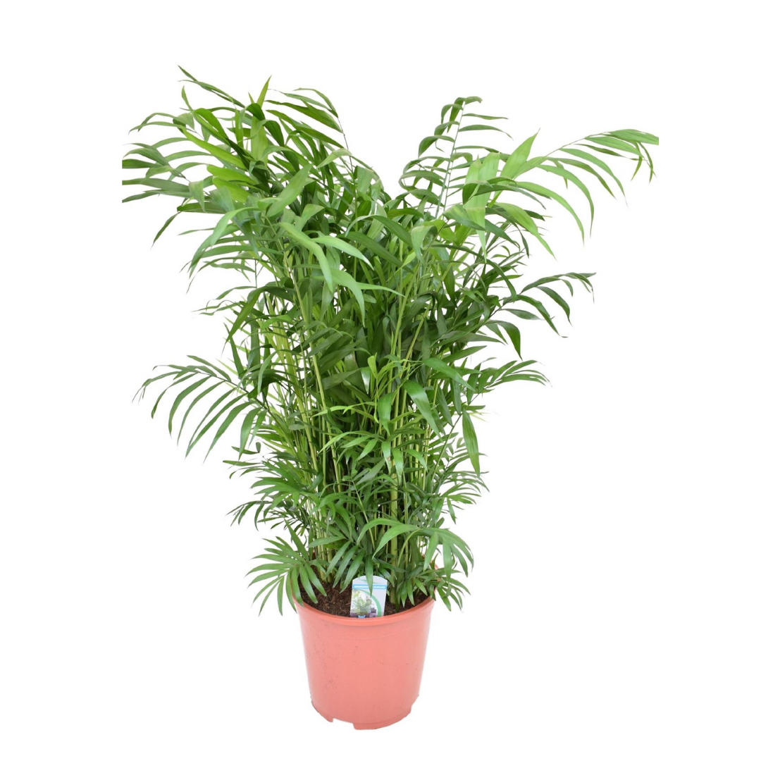 Chamaedorea elegans - palmier de salon - pot de 20cm - hauteur de 80-90cm